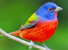 Load image into Gallery viewer, Painted Bunting - Twenty Four Birds
