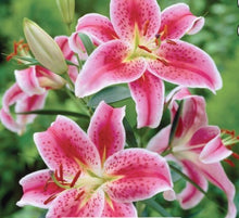 Load image into Gallery viewer, Stargazer - Studio Sox