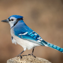 Load image into Gallery viewer, Blue Jay - Twenty Four Birds