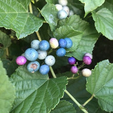 Load image into Gallery viewer, 7/1 Mixed Berries - Mini Skein Kits