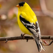 Load image into Gallery viewer, American Gold Finch - Twenty Four Birds
