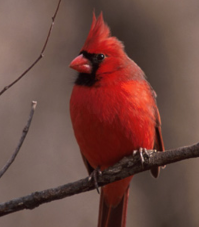 Cardinal - Twenty Four Birds